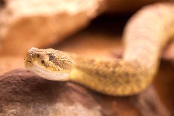 Reptilien in Thailand Bild 2 - - mit freundlicher Genehmigung von Depositphotos