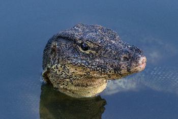 Reptilien in Thailand Bild 3 - - mit freundlicher Genehmigung von Depositphotos