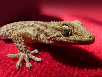 Reptilien in Thailand Bild 6 -