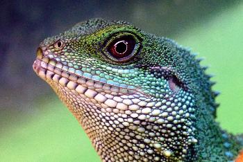 Reptilien in Thailand Bild 7 -