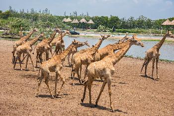 Savanne im Safaripark - Bild 1 - mit freundlicher Genehmigung von Depositphotos 