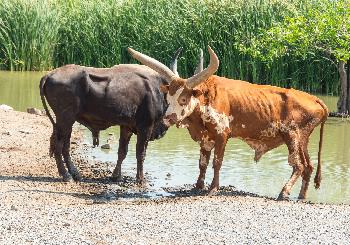 Savanne im Safaripark - Bild 3 - mit freundlicher Genehmigung von Depositphotos 