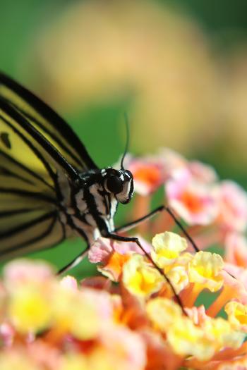 Schmetterlinge im Panee Garden - Bild 2