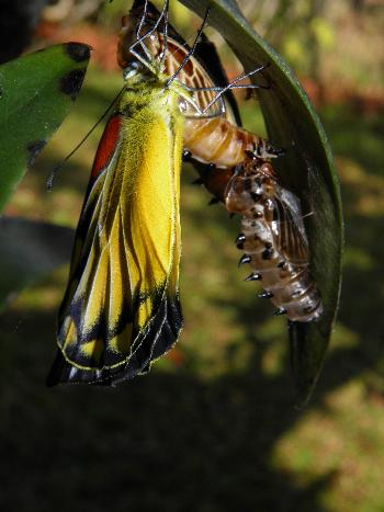 Schmetterlinge im Panee Garden - Bild 3