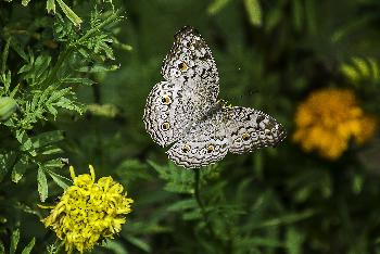 Schmetterlinge im Panee Garden - Bild 5