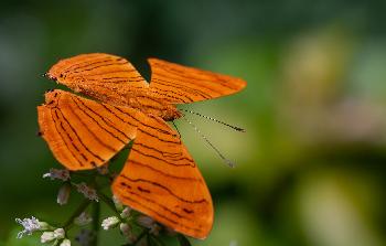 Schmetterlinge im Panee Garden - Bild 7