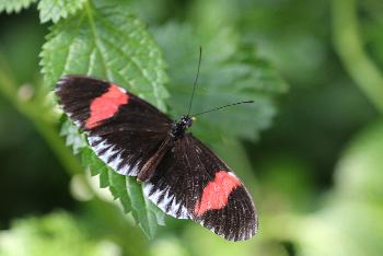 Schmetterlinge im Panee Garden - Bild 8