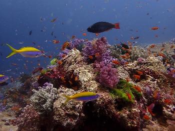 Similan-Islands - Bild 6