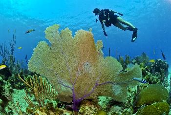 Tauchen und Schnorcheln auf den Similans - Bild 11