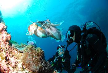 Tauchen und Schnorcheln auf den Similans - Bild 13