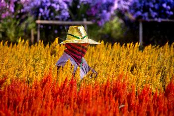 Thailands Blumenwiesen - Fotos von Gerhard Veer - Bild 3 - mit freundlicher Genehmigung von Veer