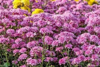 Thailands Blumenwiesen - Fotos von Gerhard Veer - Bild 5 - mit freundlicher Genehmigung von Veer