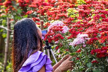 Thailands Blumenwiesen - Fotos von Gerhard Veer - Bild 6 - mit freundlicher Genehmigung von Veer