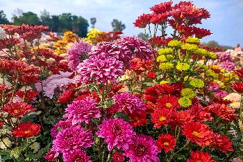Thailands Blumenwiesen - Fotos von Gerhard Veer - Bild 7 - mit freundlicher Genehmigung von Veer