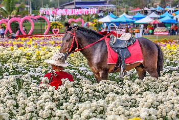 Thailands Blumenwiesen - Fotos von Gerhard Veer - Bild 8 - mit freundlicher Genehmigung von Veer