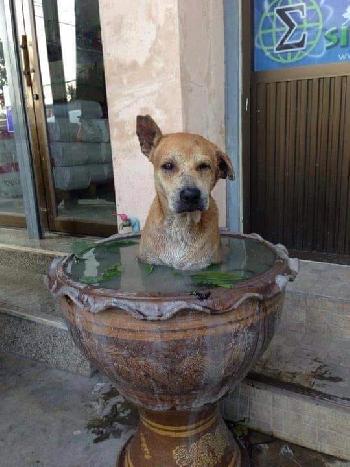Typisch Thai - alles anders aber schn Bild 4 - 