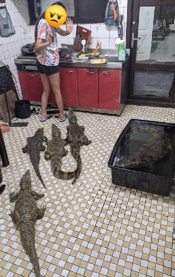 Typisch Thai - alles anders aber schn Bild 12 - 
