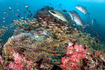Unglaublicher Fischreichtum - Bild 6 - mit freundlicher Genehmigung von Depositphotos 