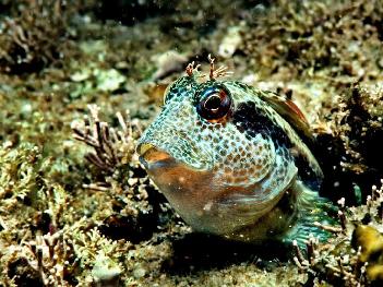 Unterwasser-Fotografie - Bild 1 - mit freundlicher Genehmigung von Veer 