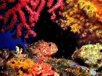 Unterwasser-Fotografie - Bild 7 - mit freundlicher Genehmigung von Veer 