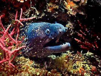 Unterwasser-Fotografie - Bild 8 - mit freundlicher Genehmigung von Veer 