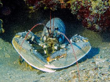 Unterwasserwelt - Bild 5