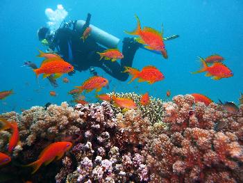 Unterwasserwelt Tarutao Marine Park - Bild 3