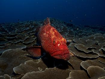 Unterwasserwelt Tarutao Marine Park - Bild 5