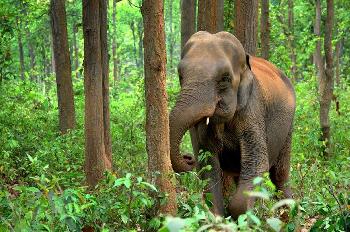 Wilde Elefanten in Thailand Bild 1 - 