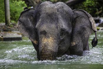 Wilde Elefanten in Thailand Bild 2 - 