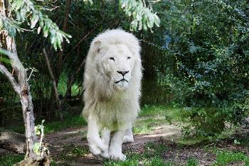 Zahlreiche seltene Tiere im Zoo von Chiang Mai - Bild 1