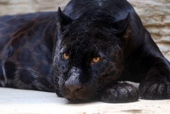 Zahlreiche seltene Tiere im Zoo von Chiang Mai - Bild 2