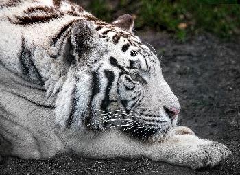 Zahlreiche seltene Tiere im Zoo von Chiang Mai - Bild 3