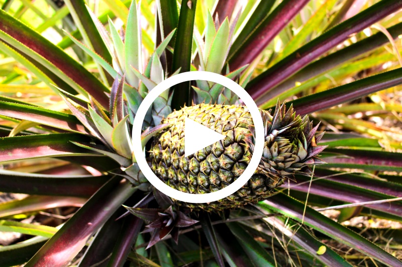 Ananasanbau in Thailand play Ananas Video