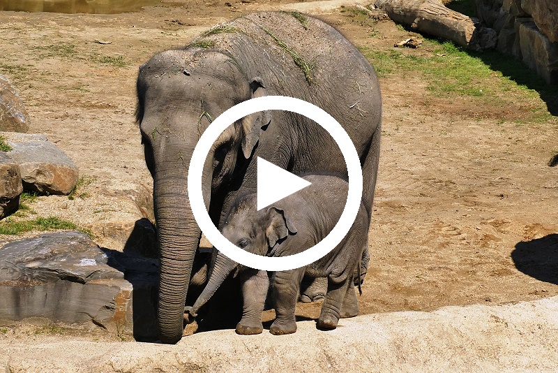 Play Video Elefantenschule