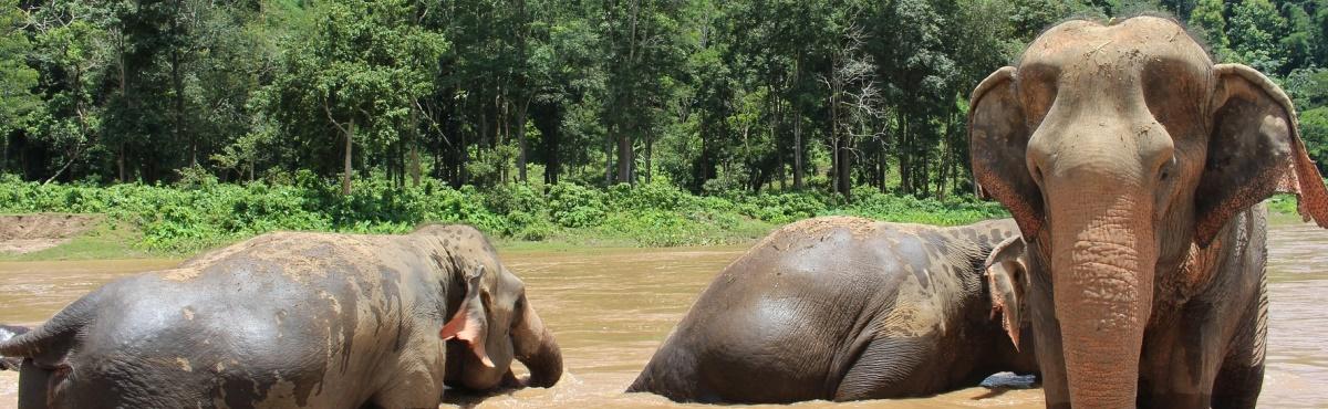 Elephant Poo Paper Park - Chiang Mai Thailand
