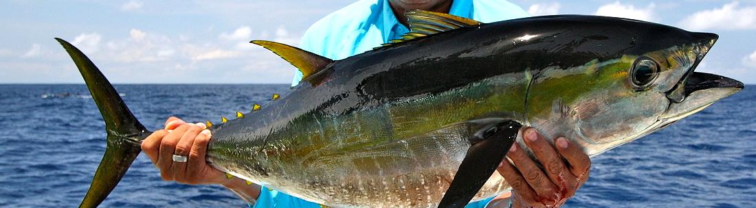 Fischen - Phuket Thailand