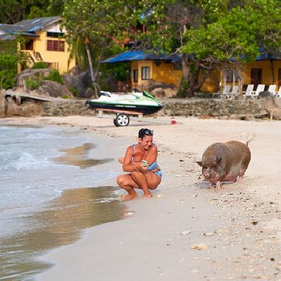 Die berhmte Schweineinsel Koh Matsum