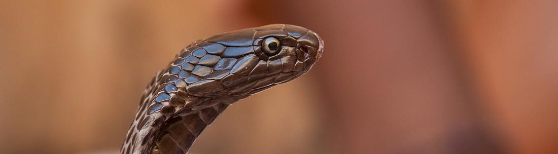 Schlangen + Reptilien Thailand