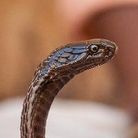 Schlangen + Reptilien