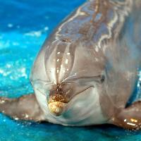 Schwimmen mit Delfinen
