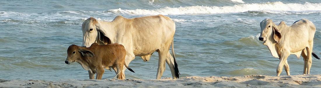 Strnde - Hua Hin / Cha Am Thailand