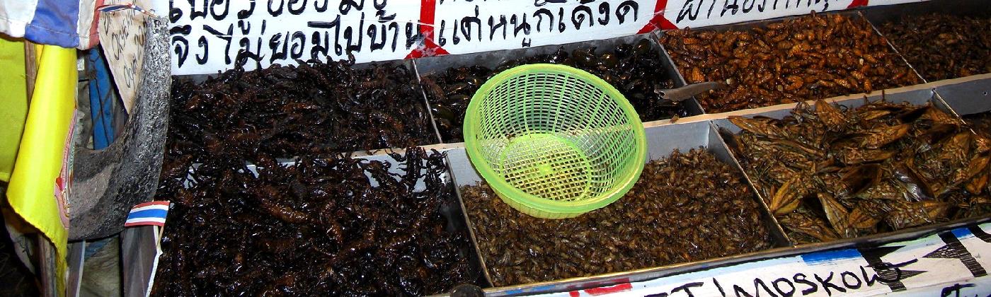 Insekten Thailand