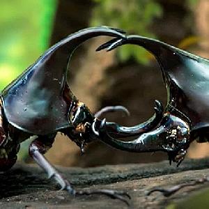 Kampf der Käfer