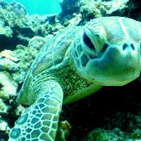 Reiseinfo Fantastische Unterwasserwelt in Thailand Fantastische Unterwasserwelt in Thailand