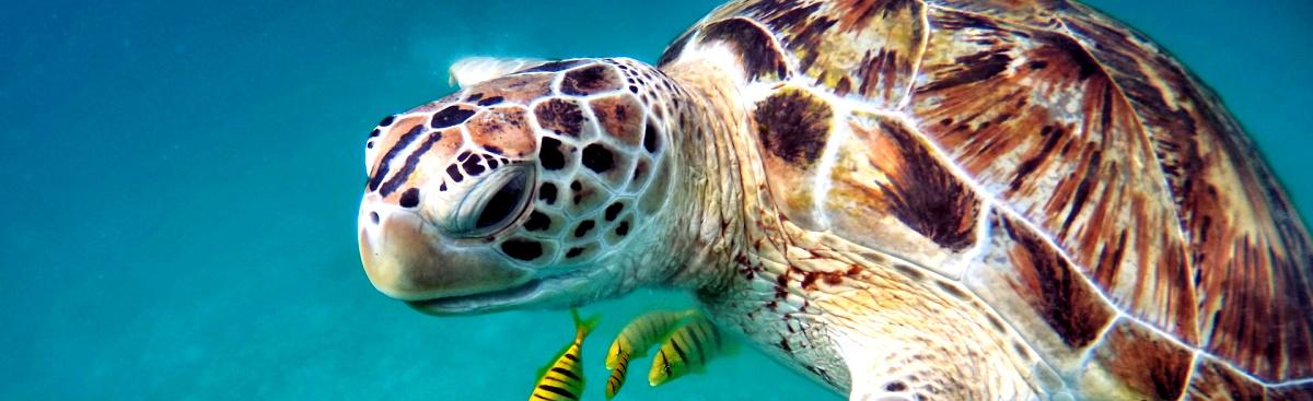 Unterwasser - Koh Tao Thailand