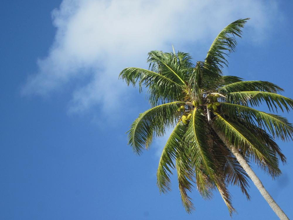 Zoom Fallende Kokosnüsse sind wirklich gefährlich