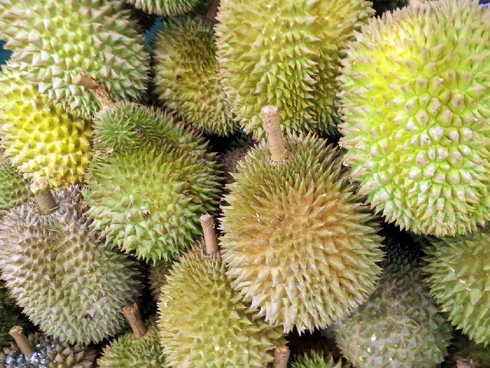 Zoom Durian - der König der Früchte