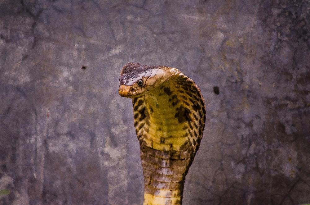 Zoom Gefährliche Reptilien in Thailand © by Thorsten Binnewies