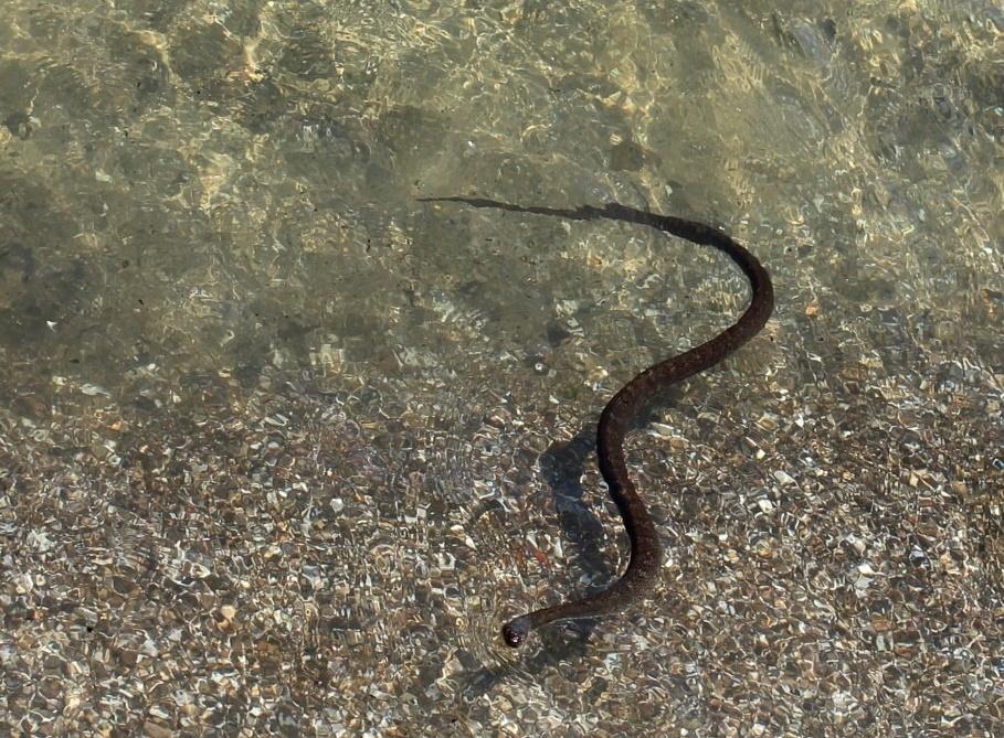 Zoom Neugierig, aber fast nie in Strandnähe: Wasserschlangen